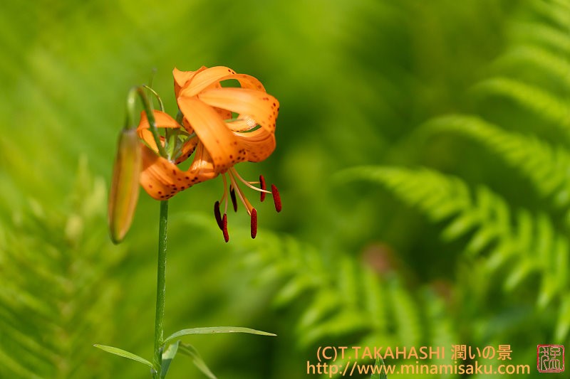 ../Images/7R250727 (171).jpg